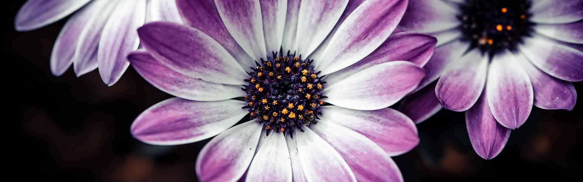 Fiori per decorazione lapide cimitero